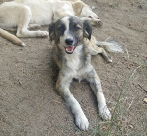 Little Zorro Dogsavior Aug