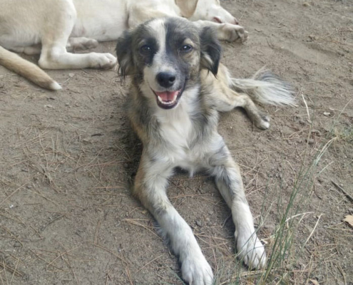 Little Zorro Dogsavior Aug