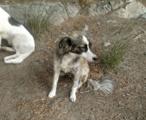Little Zorro Dogsavior Aug2