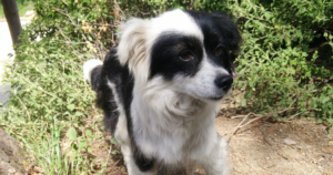 Lucy Zorro Tierschutz Beitragsbild