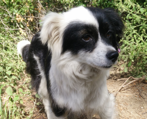 Lucy Zorro Tierschutz Beitragsbild