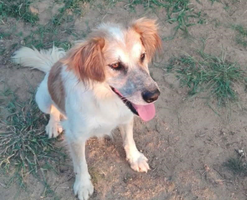 Panda Zorro Dogsavior Aug