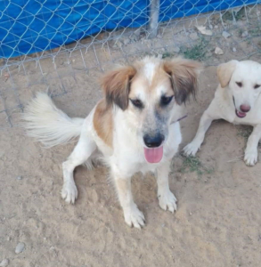 Panda Zorro Dogsavior Aug1