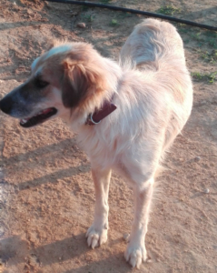 Panda Zorro Dogsavior Aug2