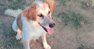 Panda Zorro Dogsavior Beitragsbild Aug