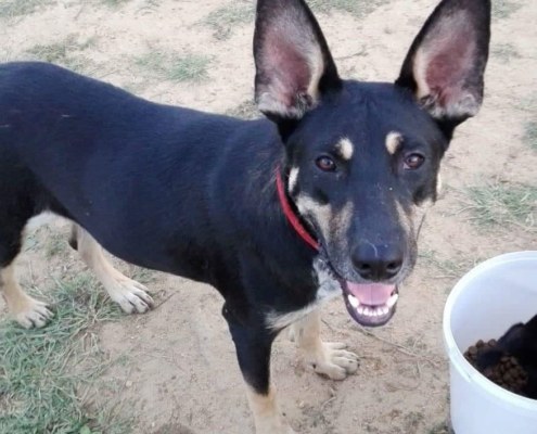 Salty Zorro Dogsavior Aug