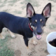 Salty Zorro Dogsavior Aug