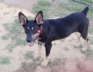 Salty Zorro Dogsavior Aug1