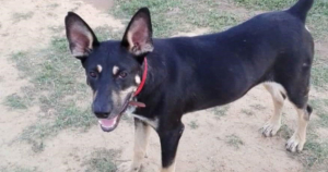 Salty Zorro Dogsavior Beitragsbild Aug