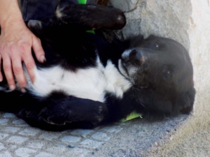 Sirios Zorro Dogsavior Griechenland 1