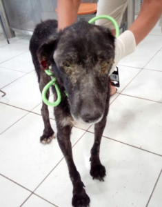 Sirios Zorro Dogsavior Griechenland 19