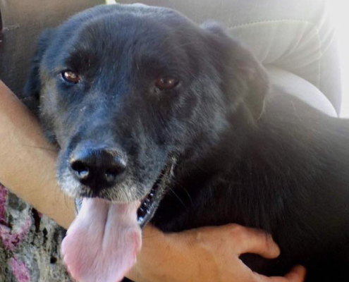 Sirios Zorro Dogsavior Griechenland Beitragsbild
