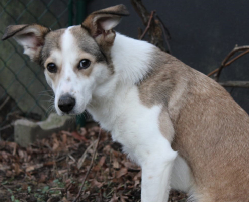 Sofia Zorro Dogsavior Beitragsbild Mrz 19