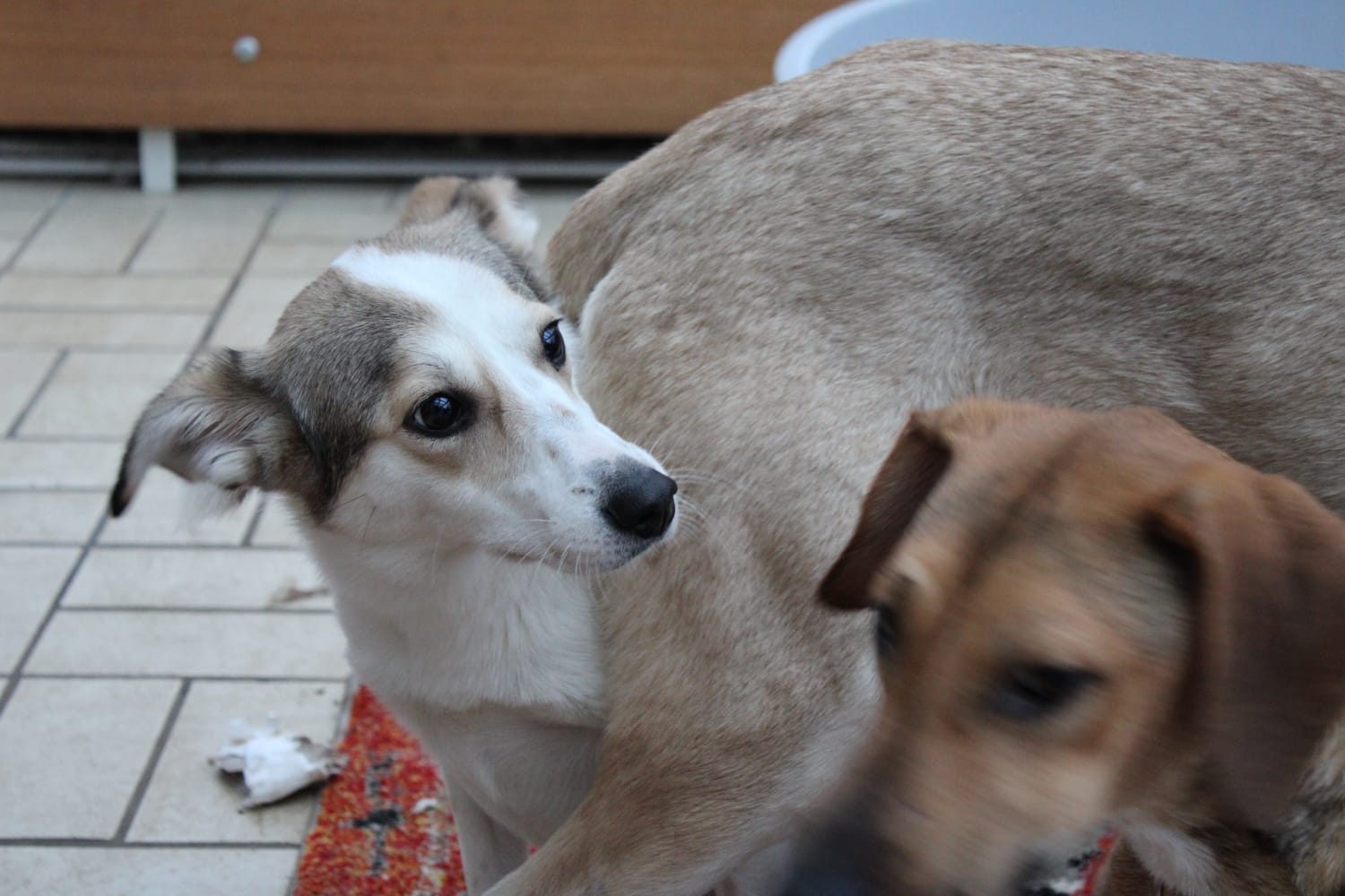 Sofia Zorro Dogsavior Mrz 19 1
