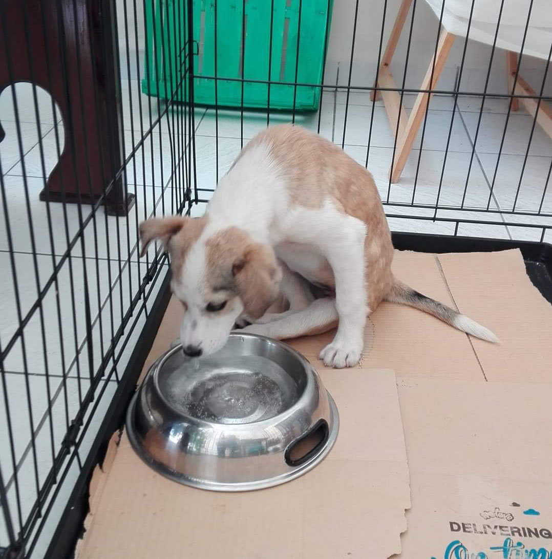 Sophia Zorro Tierschutz 01