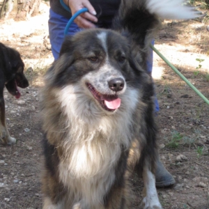 Yuma  Zorro Dogsavior HP