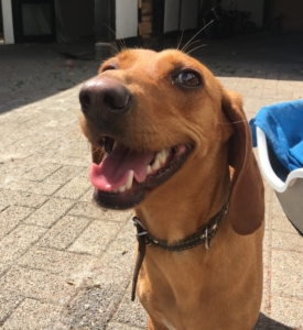 Fiona Adoption