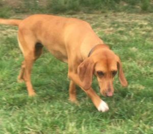 Fiona Zorro Dogsavior 01