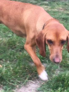 Fiona Zorro Dogsavior 02