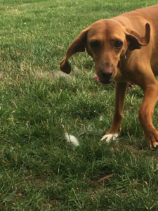 Fiona Zorro Dogsavior 04