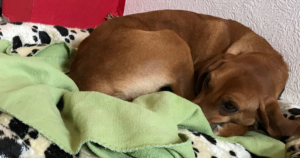 Fiona Zorro Dogsavior Beitragsbild