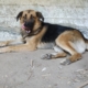 Simb Junghund Tierhilfe e1564139749574