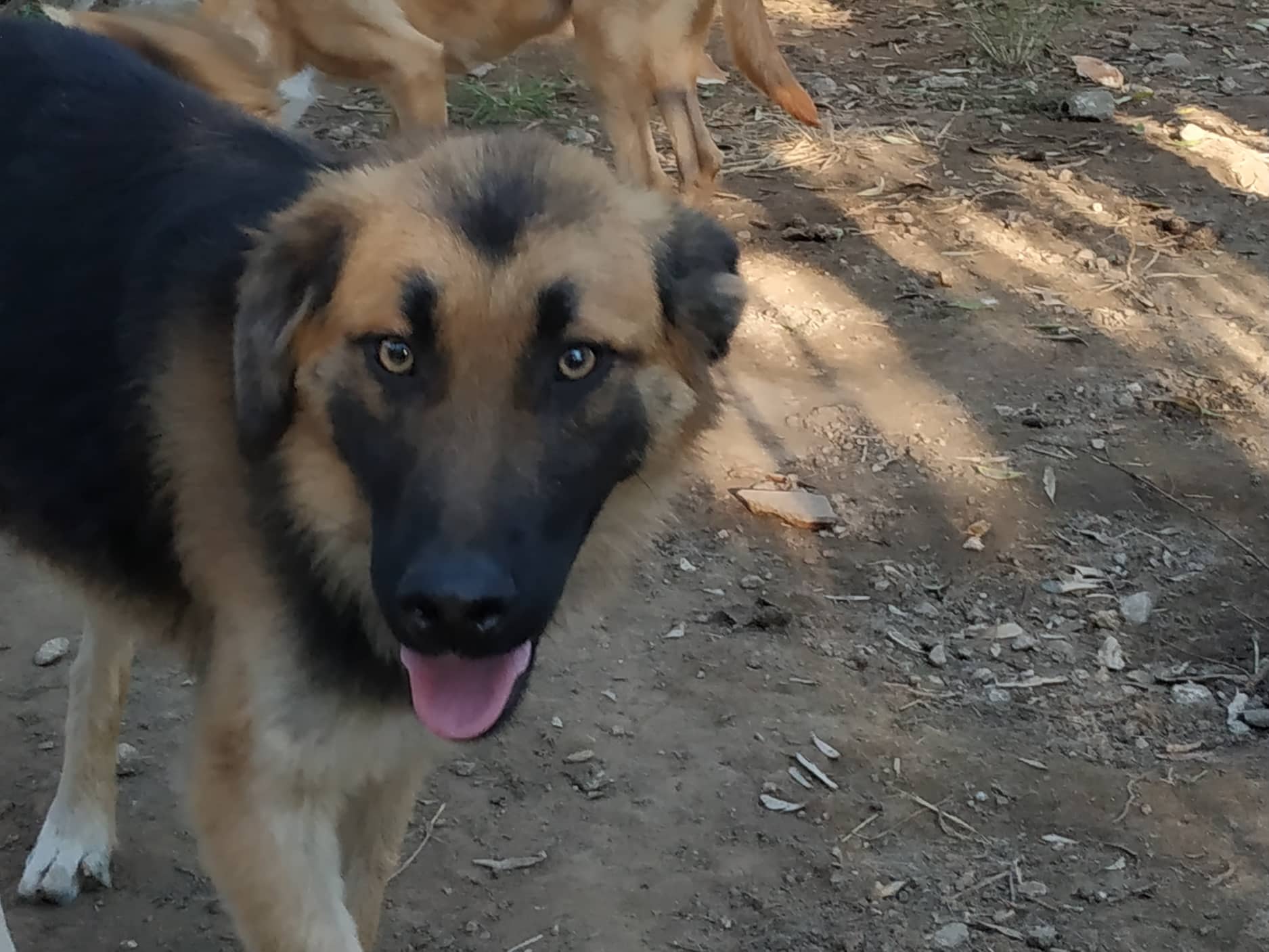 Simba Aerzen