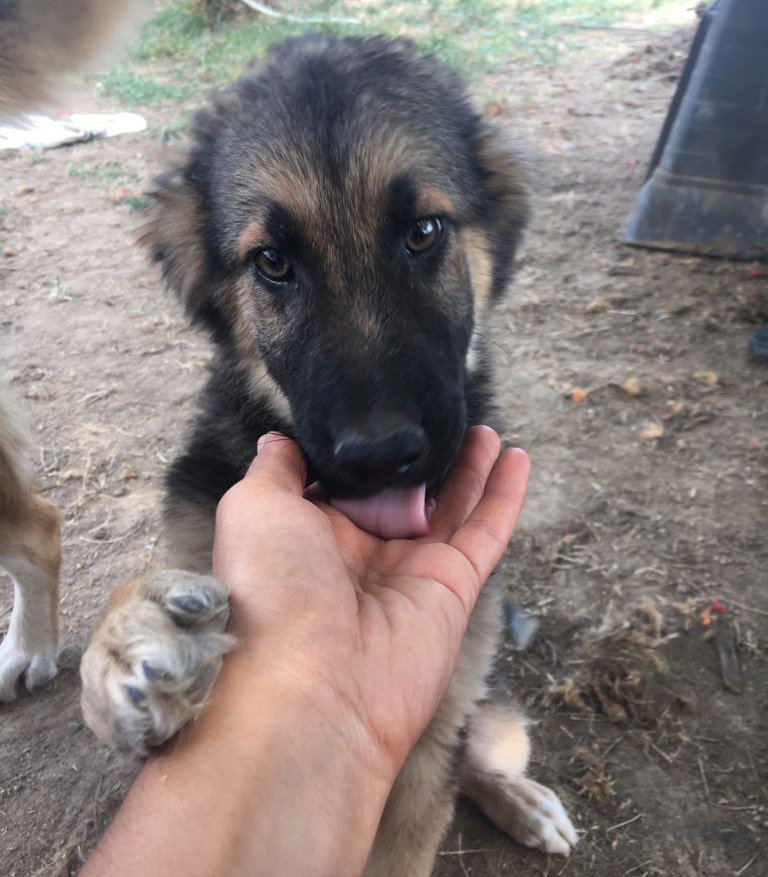 Simba Zorro Dogsavior 21