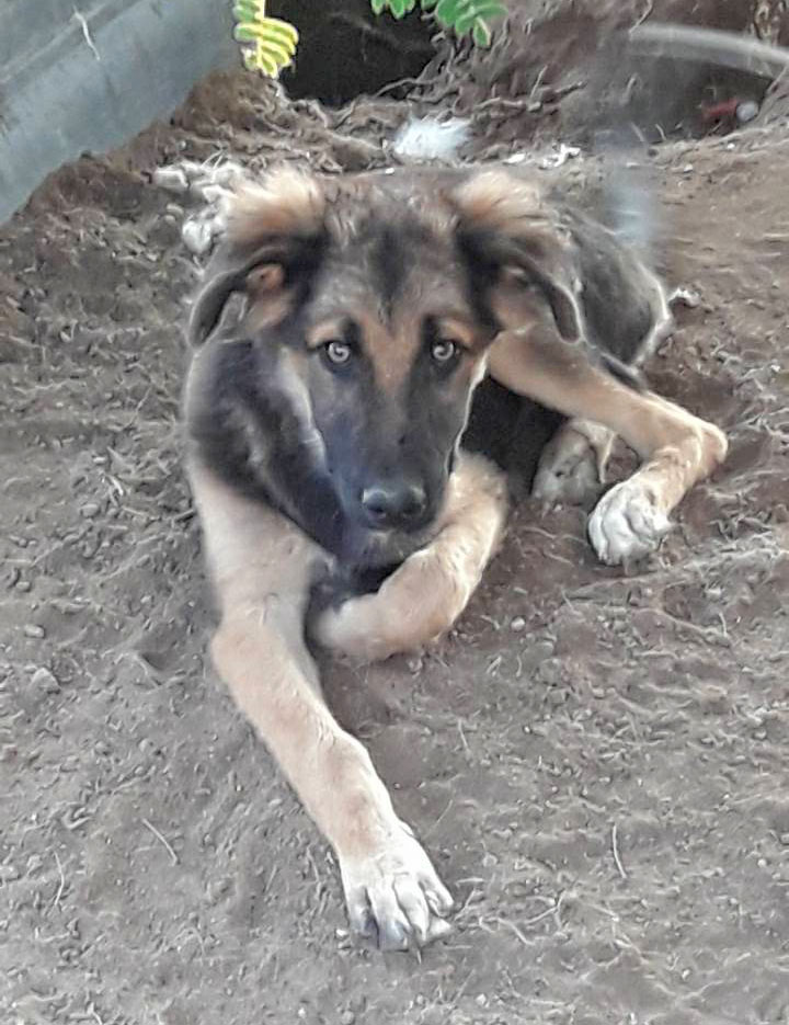 Simba Zorro Dogsavior 25