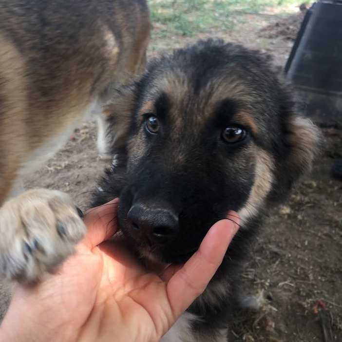 Simba Zorro Dogsavior HP neu