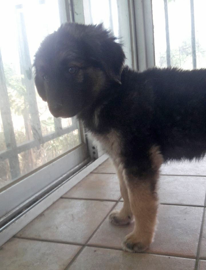 Simba Zorro Tierschutz 01