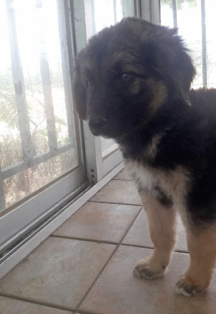 Simba Zorro Tierschutz 03