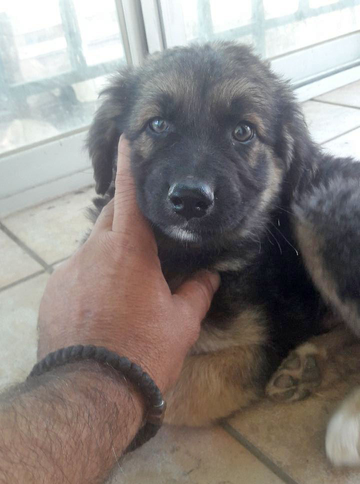 Simba Zorro Tierschutz 04