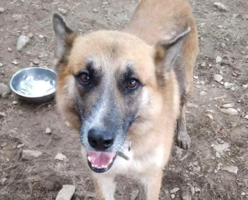 Spencer  Zorro Dogsavior Beitragsbild