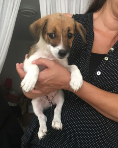 Angel Zorro Dogsavior 1