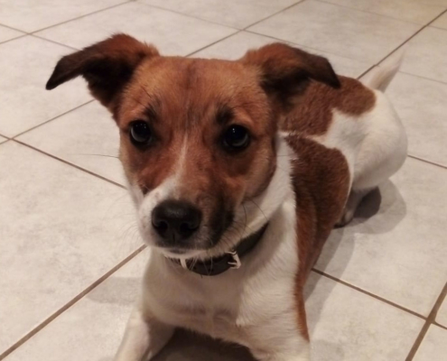 Angel Zorro Dogsavior HP Jan19