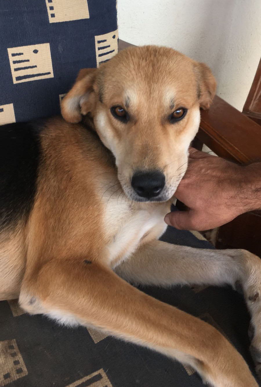 Bloomer Zorro Dogsavior 