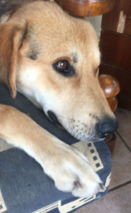 Bloomer Zorro Dogsavior 1