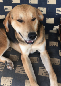 Bloomer Zorro Dogsavior 10