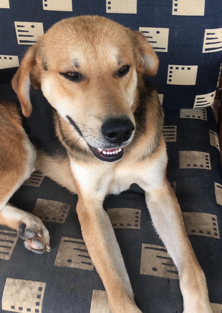 Bloomer Zorro Dogsavior 10