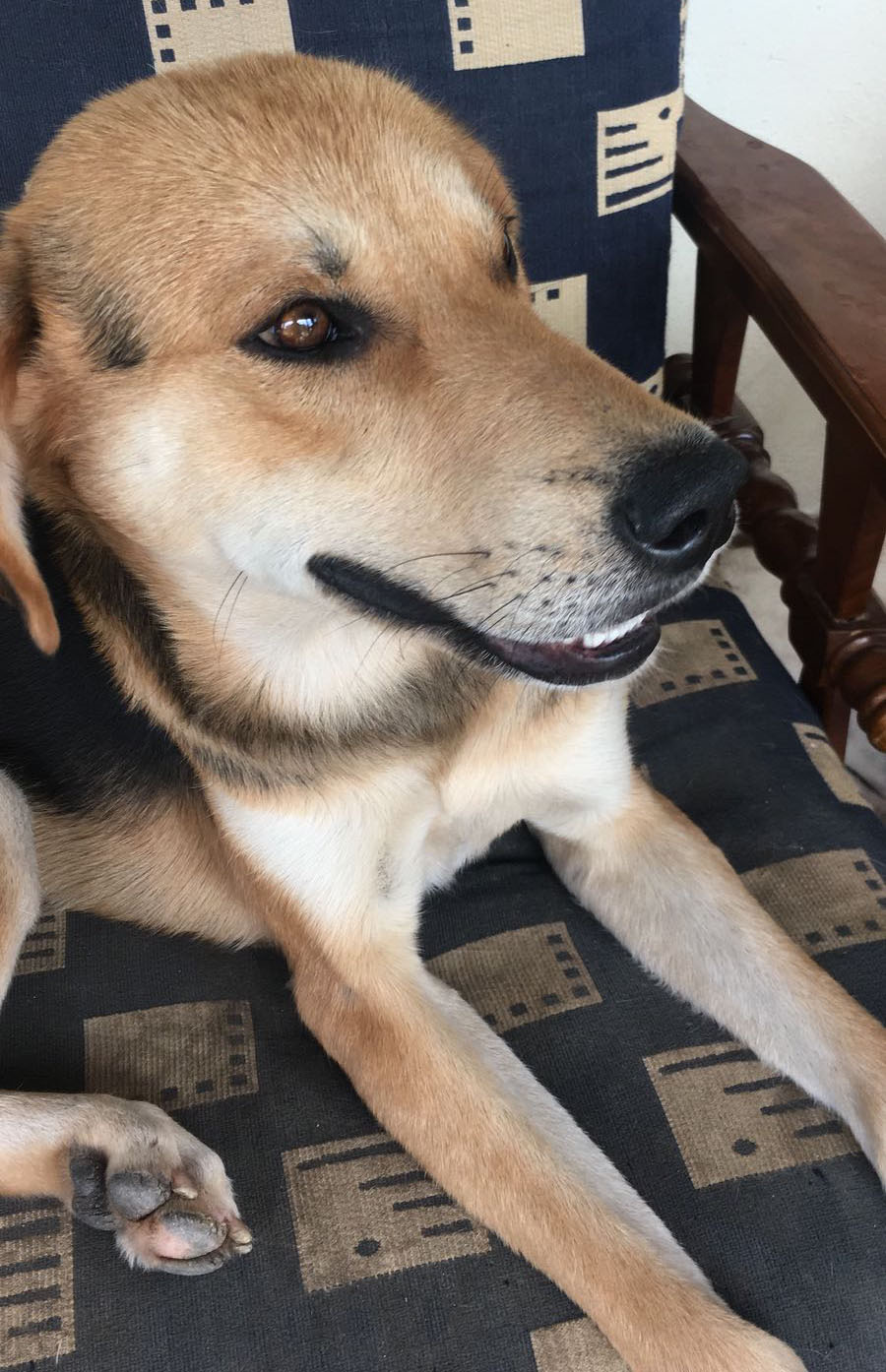 Bloomer Zorro Dogsavior 11