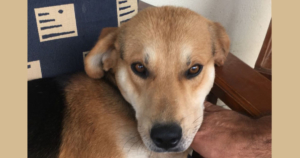 Bloomer Zorro Dogsavior Beiitragsbild