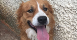Bridge Zorro Dogsavior Beitragsbild
