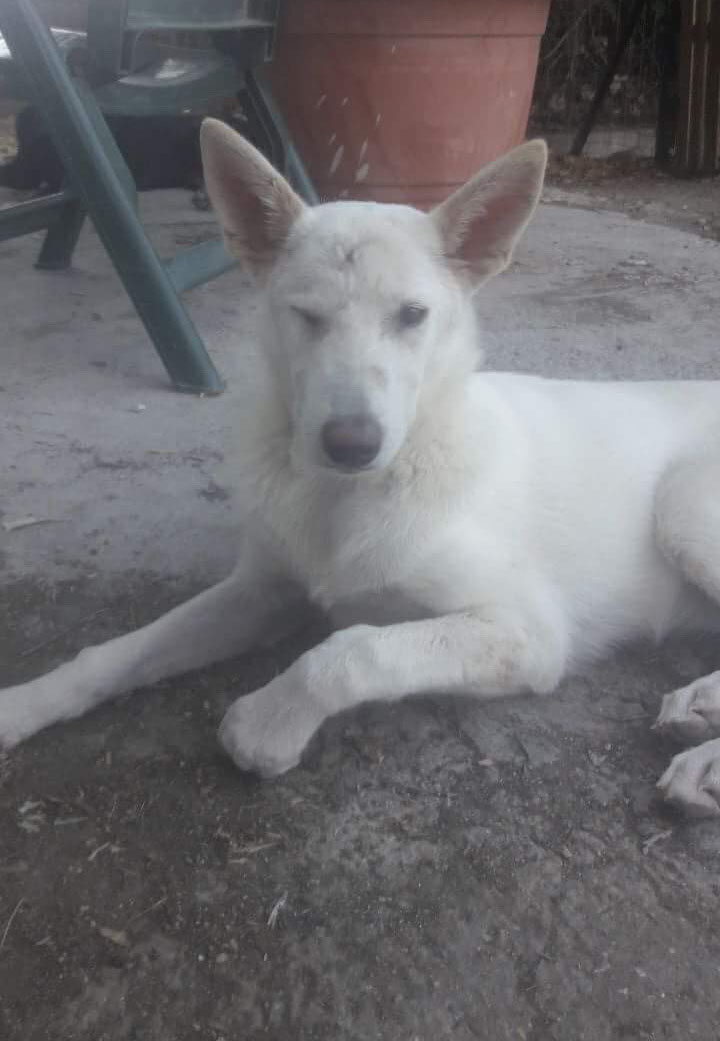 Emily Zorro Dogsavior 