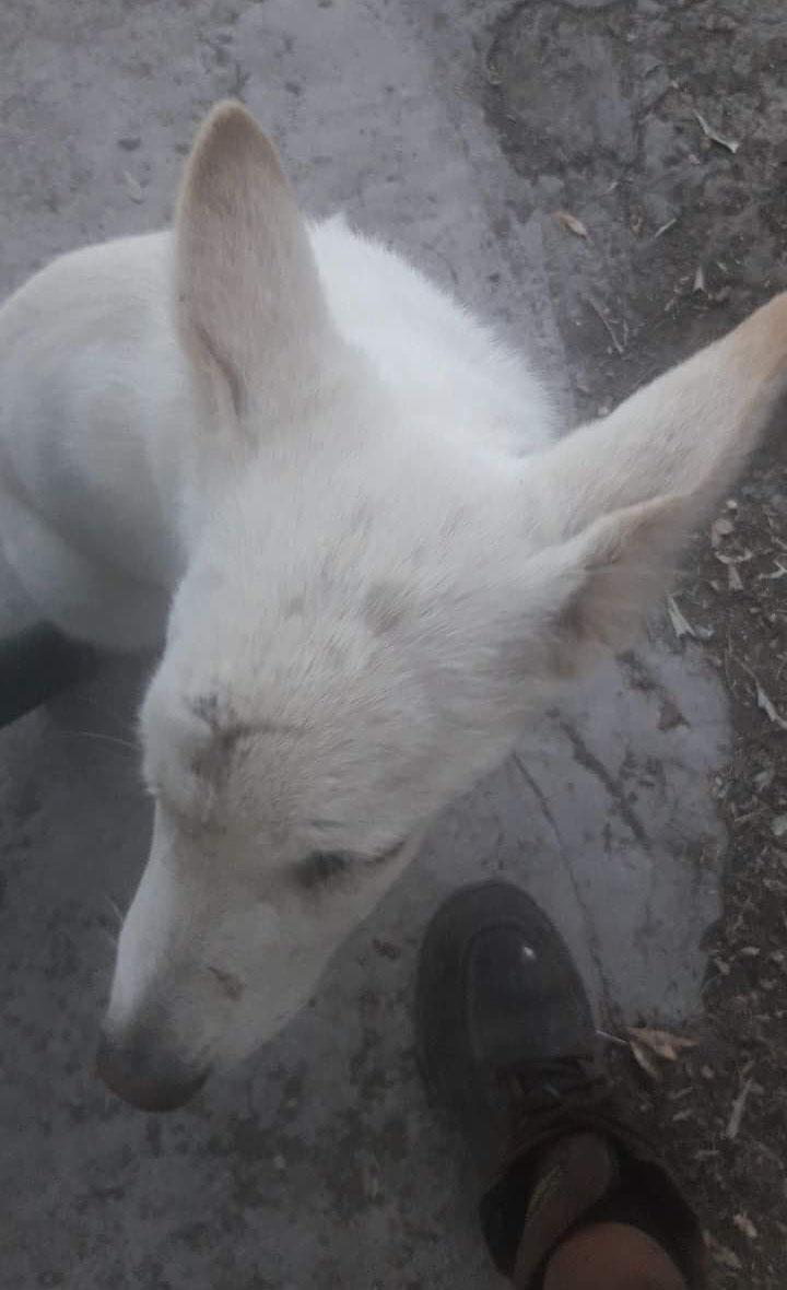 Emily Zorro Dogsavior 1