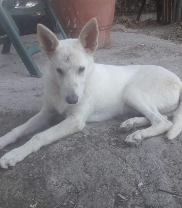 Emily Zorro Dogsavior 10