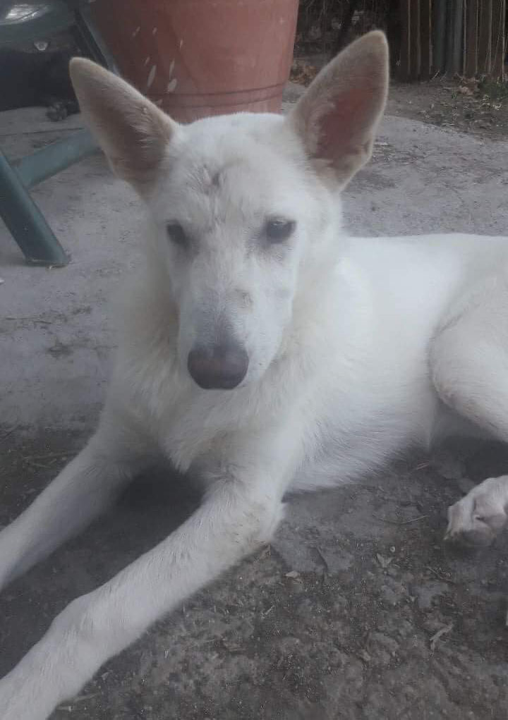 Emily Zorro Dogsavior 11