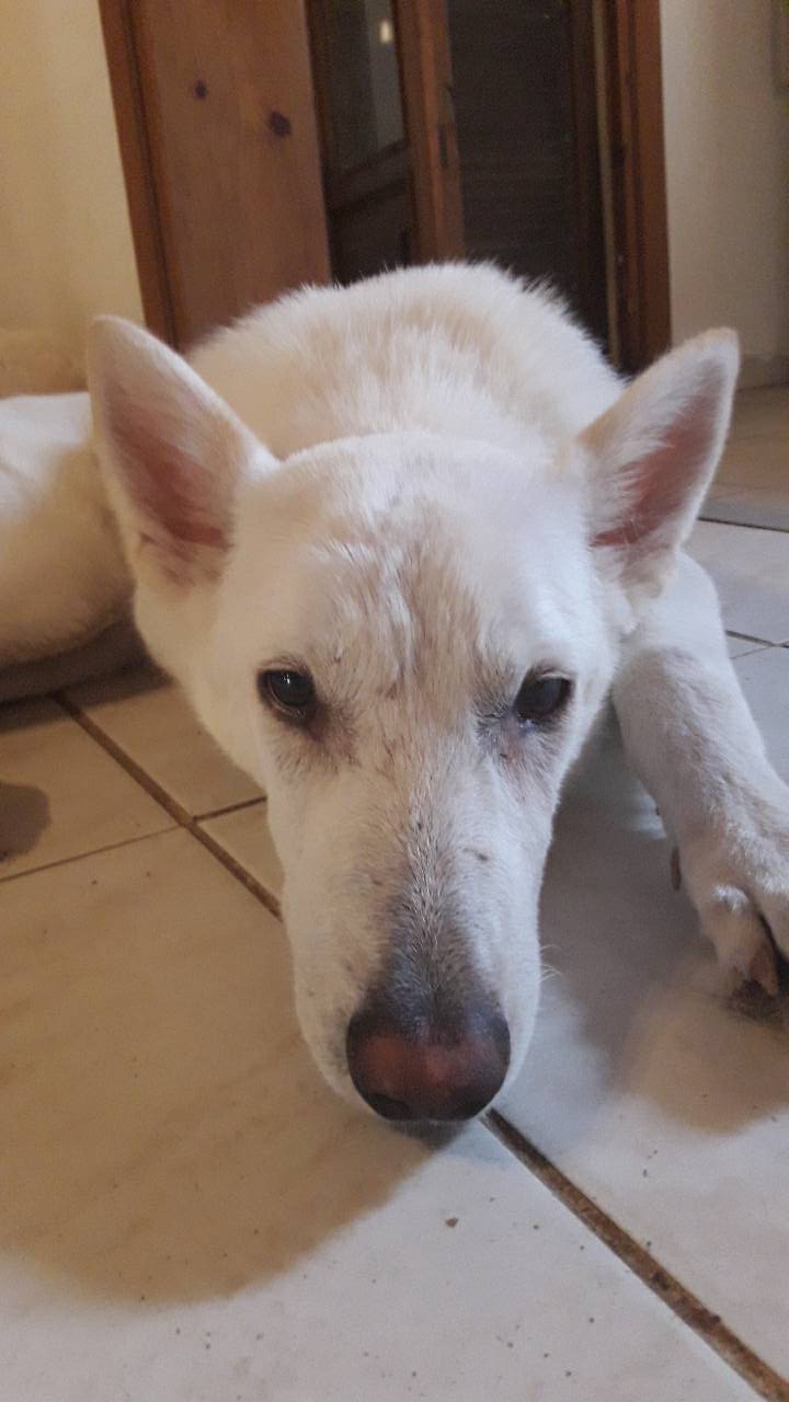 Emily Zorro Dogsavior Aug