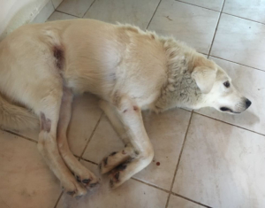 Gina Zorro Dogasvior