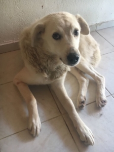 Gina Zorro Dogasvior 1